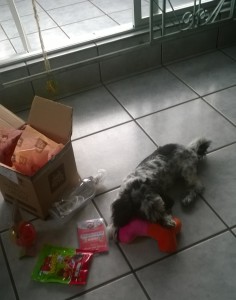 jacktequila,cao,maskoto