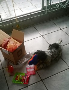 jacktequila,dog,maskoto