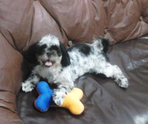 jacktequila,maskoto,dog