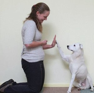 maskoto,cao,blog (5)