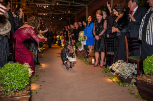 maskoto,casamento,dog