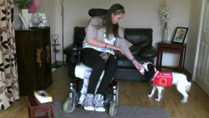 maskoto,dog,blog (2)