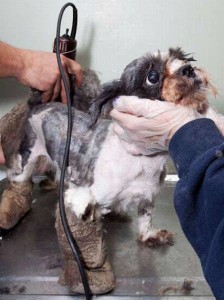 maskoto,dog,blog (4)