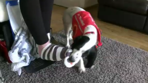 maskoto,dog,blog (5)