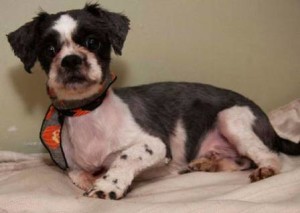 maskoto,dog,blog (7)