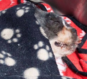 maskoto,dog,blog (8)