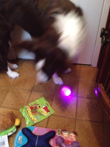 maskoto,dog,sandy (1)