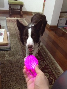 maskoto,dog,sandy (3)