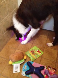 maskoto,dog,sandy (5)