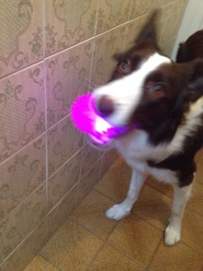 maskoto,dog,sandy(6)