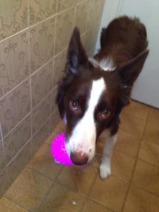 maskoto,dog,sandy(7)