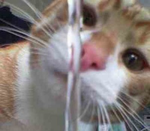 maskoto,gato,cat (3)