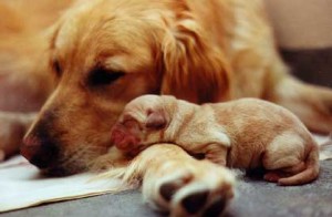 maskoto,gravidez,dog