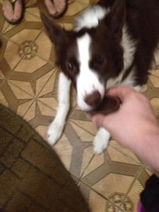 Sandy,maskoto,dog (5)