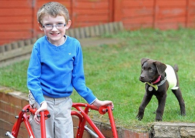 maskoto,dog,tratamento