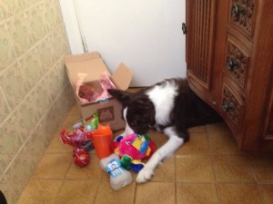 sandy,maskoto,dog (1)