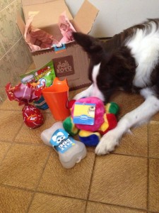 sandy,maskoto,dog (2)