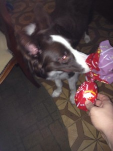 sandy,maskoto,dog (4)