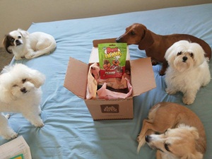 Polly,Lulu,Alice,Sofia e Magali2