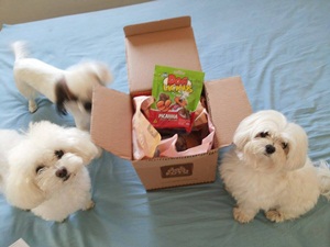 Polly,Lulu,Alice,Sofia e Magali3