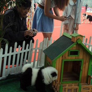 maskoto,cachorro,panda2