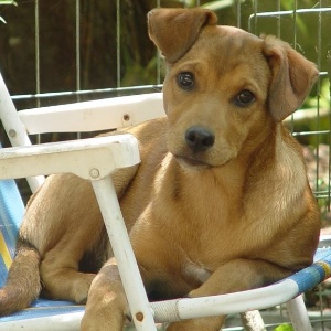 carol-a-cadela-vira-lata-que-estava-gravida-e-que-foi-levada-durante-um-assalto-em-viamao-cidade-vizinha-a-porto-alegre-1406030918012_300x300