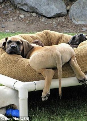 mania-fotos-traseiros-cachorros-03