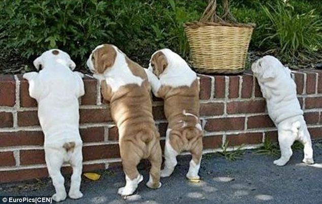 mania-fotos-traseiros-cachorros-05