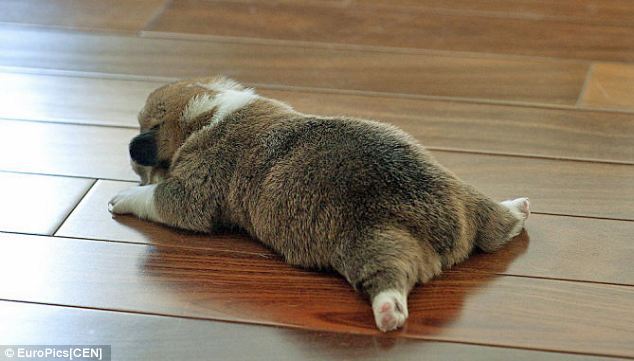 mania-fotos-traseiros-cachorros-06