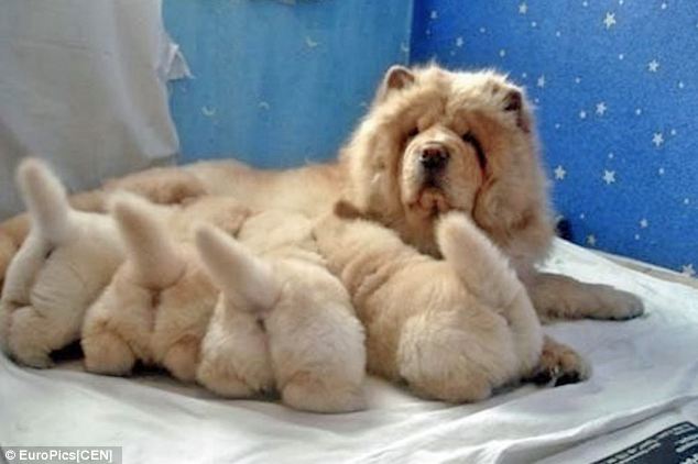 mania-fotos-traseiros-cachorros-07