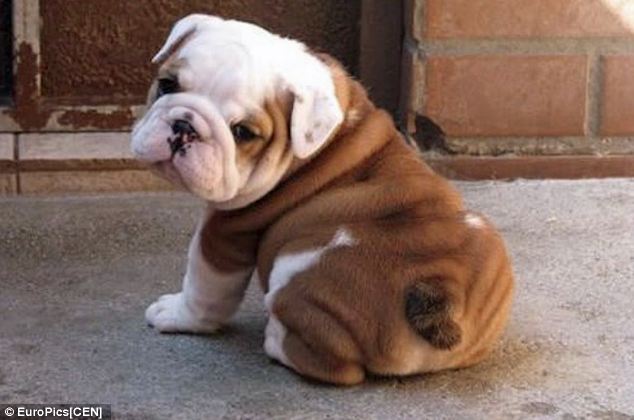 mania-fotos-traseiros-cachorros-08