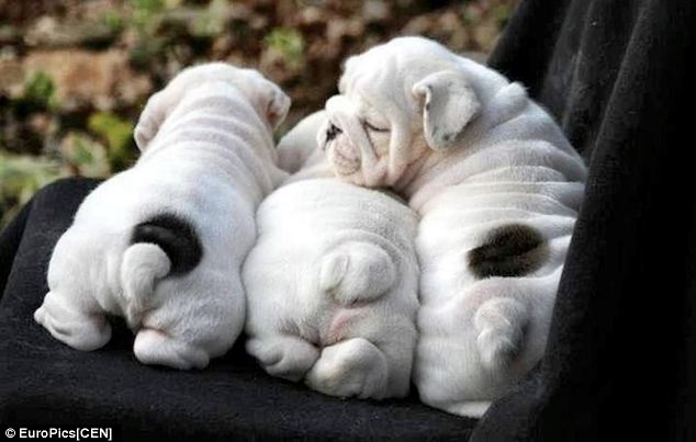 mania-fotos-traseiros-cachorros-09