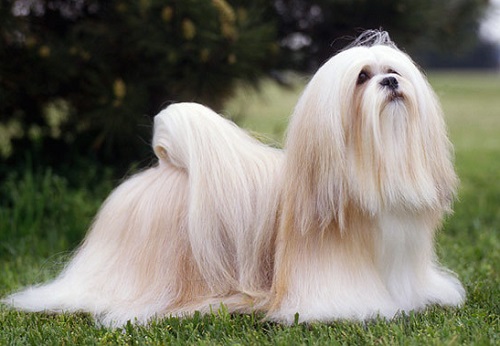 lhasa-apso