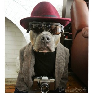 pitbull-fotogenico5