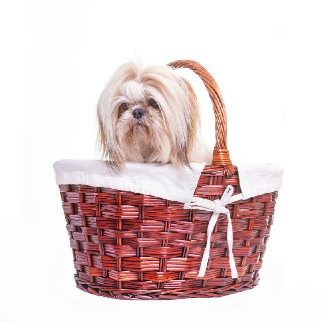 shih-tzu-madame